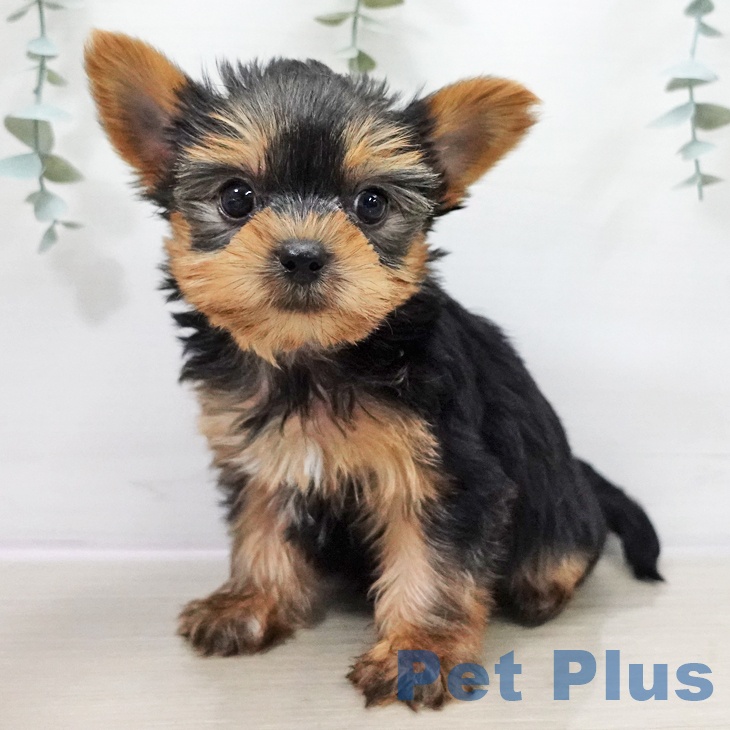 ヨークシャー・テリア