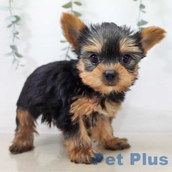 ヨークシャー・テリア