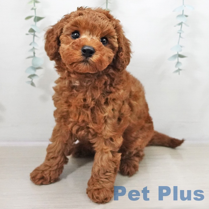 トイ・プードル