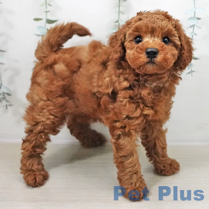 トイ・プードル