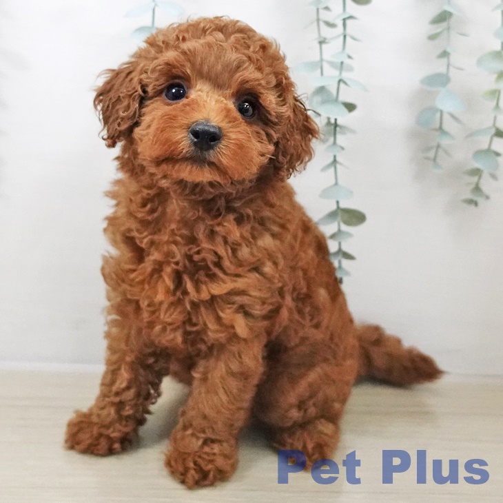 群馬県のトイプードル(トイ) (ペットプラス イオンモール太田店/2025年10月8日生まれ/女の子/レッド)の子犬の1枚目の画像