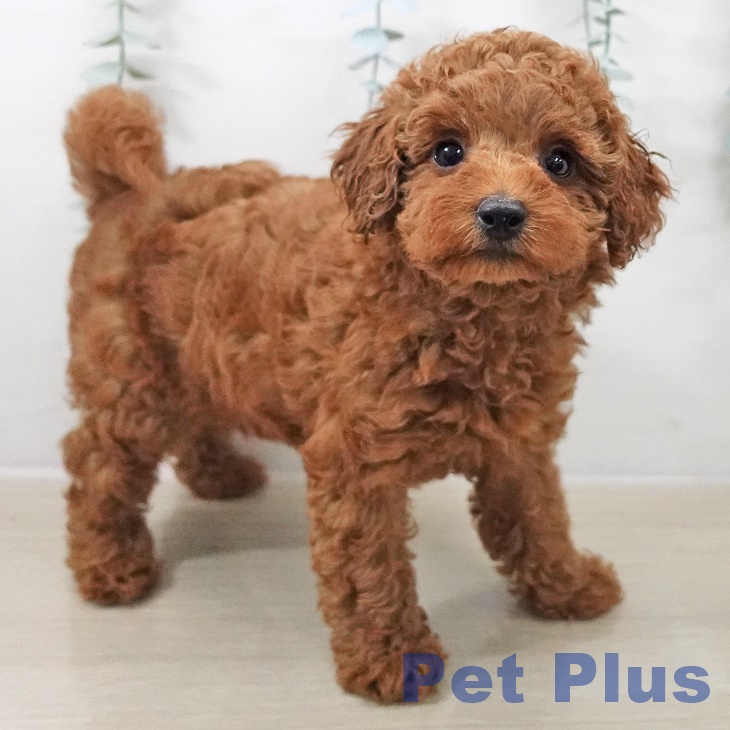 群馬県のトイプードル(トイ) (ペットプラス イオンモール太田店/2025年10月8日生まれ/女の子/レッド)の子犬の2枚目の画像