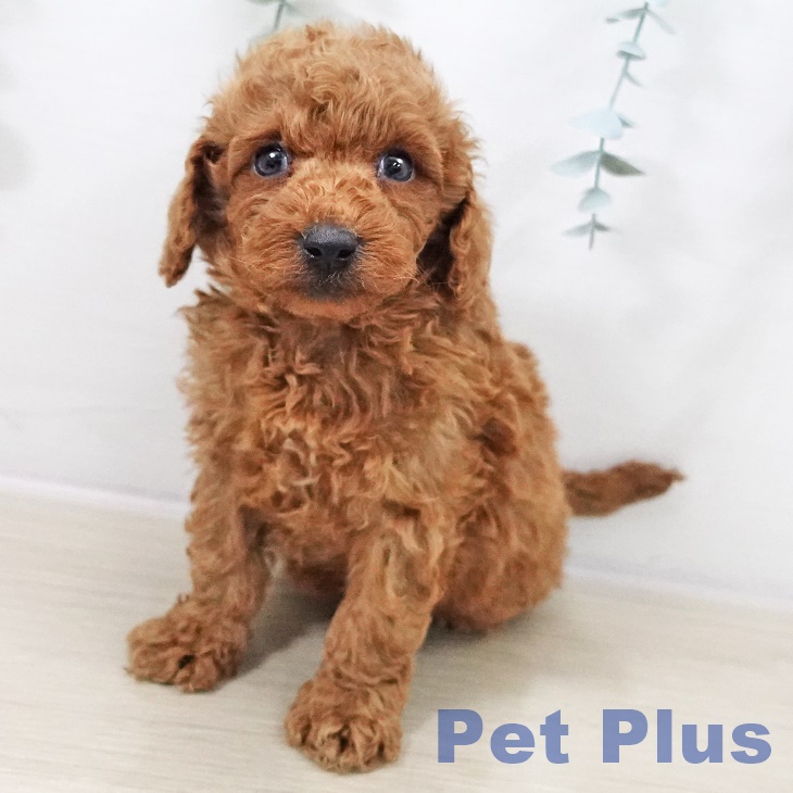 トイ・プードル