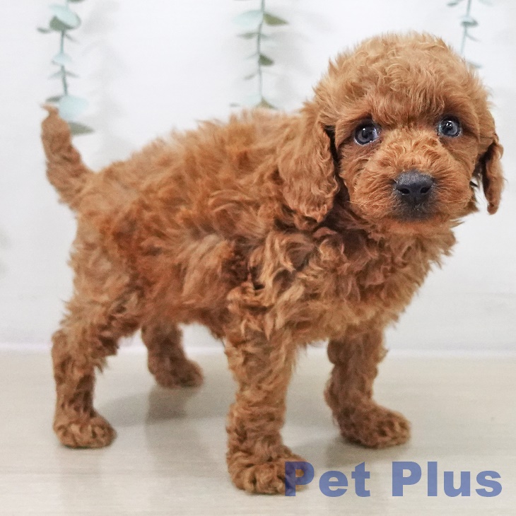 トイ・プードル