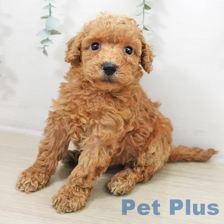 トイ・プードル