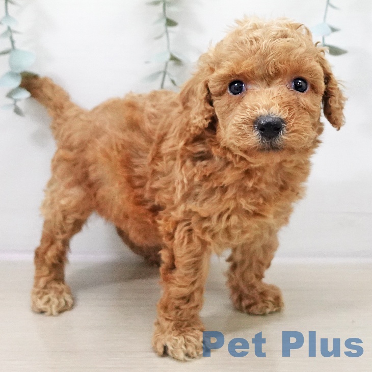 トイ・プードルの写真2