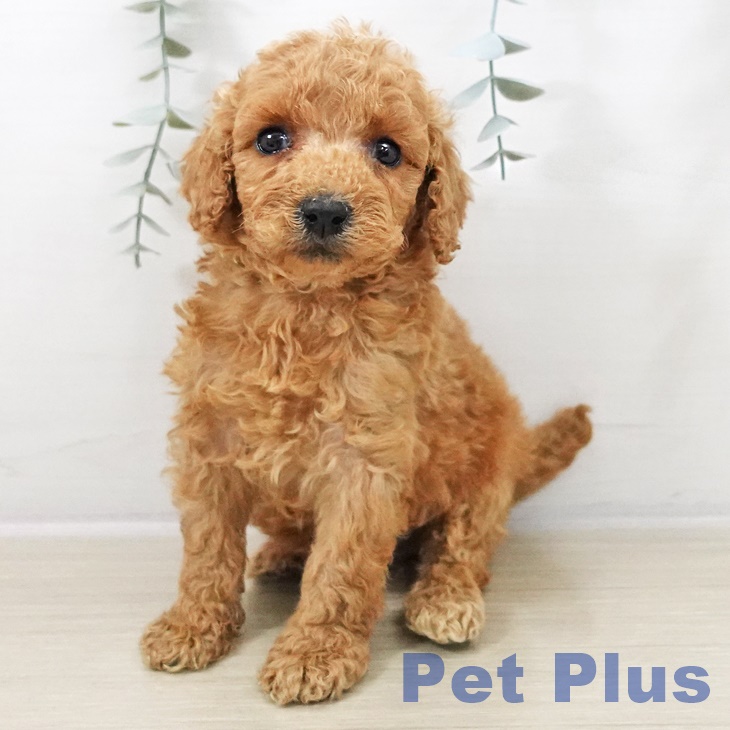 トイ・プードル