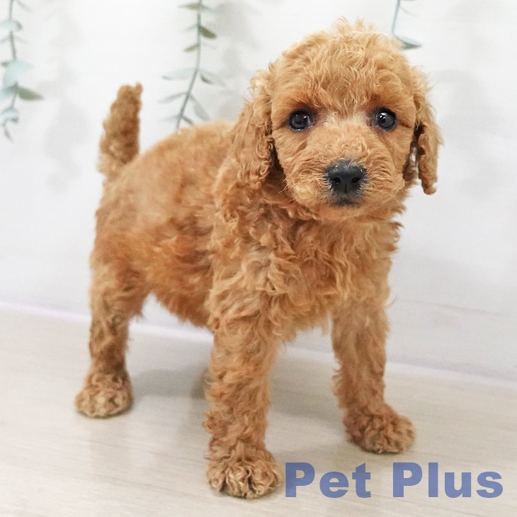 トイ・プードル