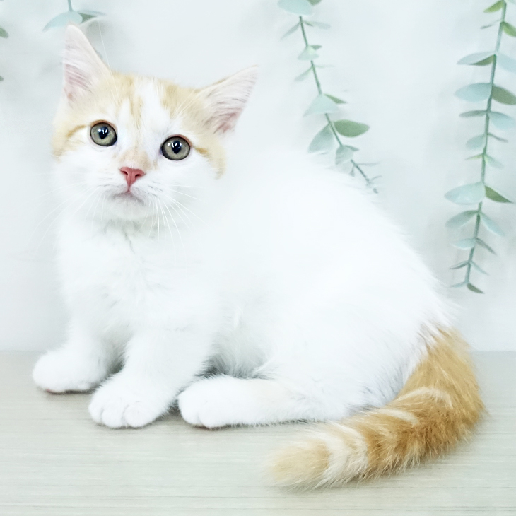 東京都のミヌエット (ペットプラス むさし村山店/2025年9月19日生まれ/男の子/レッドホワイト)の子猫