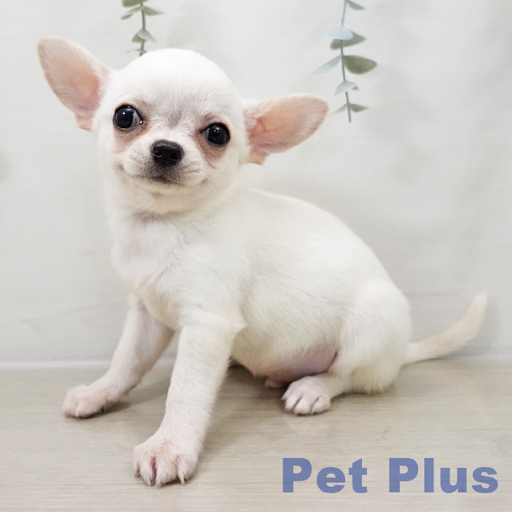 千葉県のチワワ(ロング) (ペットプラス ユーカリが丘店/2025年10月7日生まれ/男の子/クリームホワイト)の子犬の1枚目の画像