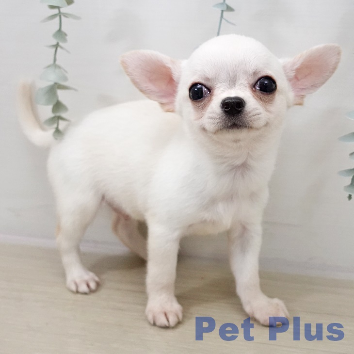 千葉県のチワワ(ロング) (ペットプラス ユーカリが丘店/2025年10月7日生まれ/男の子/クリームホワイト)の子犬の2枚目の画像