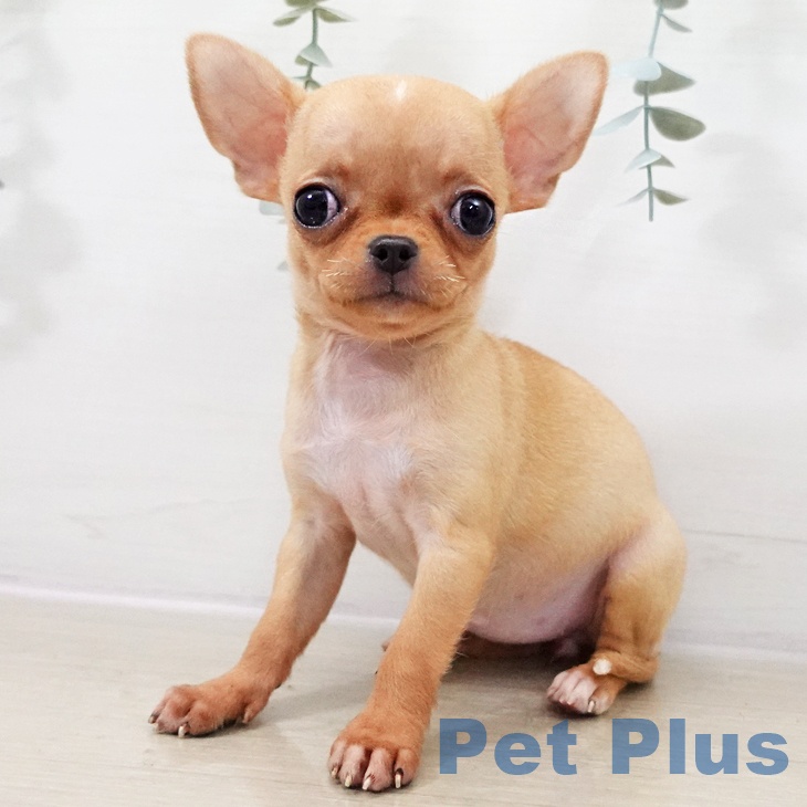 千葉県のチワワ(ロング) (ペットプラス 幕張新都心店/2025年10月8日生まれ/女の子/アイボリーホワイト)の子犬の1枚目の画像