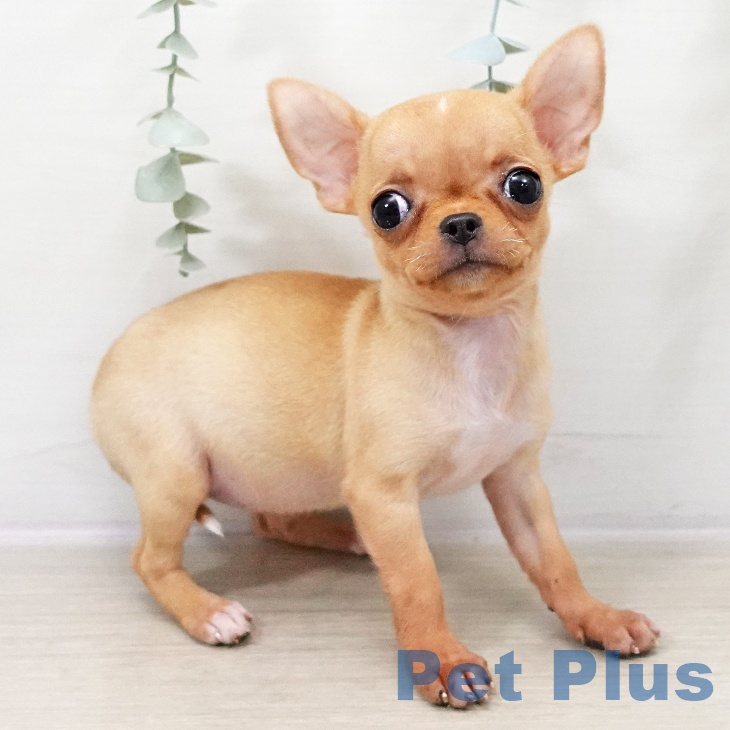 千葉県のチワワ(ロング) (ペットプラス 幕張新都心店/2025年10月8日生まれ/女の子/アイボリーホワイト)の子犬の2枚目の画像