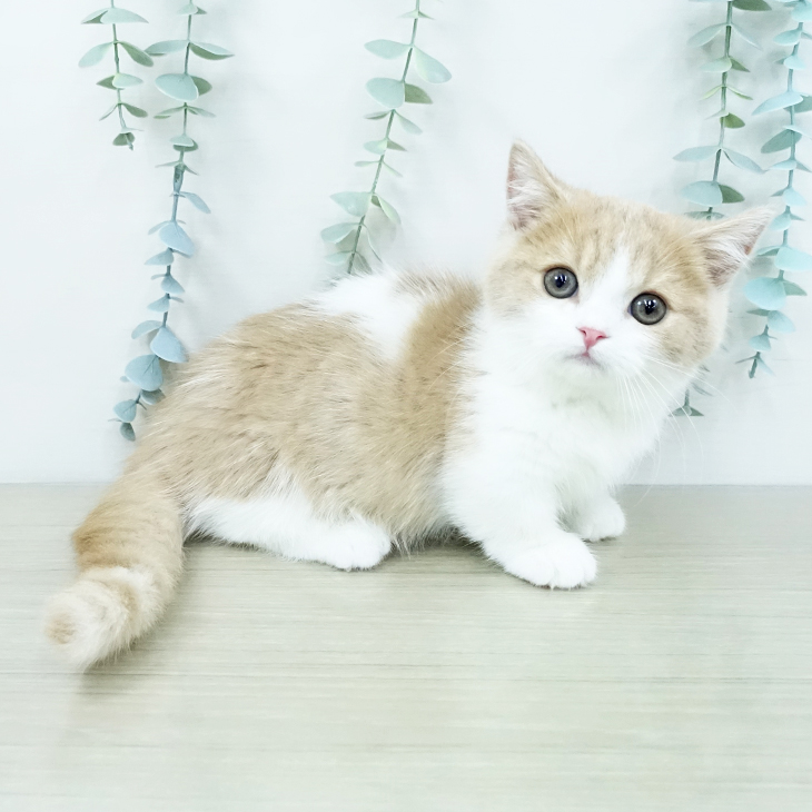 埼玉県のマンチカン (ペットプラス コクーンシティ店/2025年9月25日生まれ/男の子/クリームタビーホワイト)の子猫の1枚目の画像