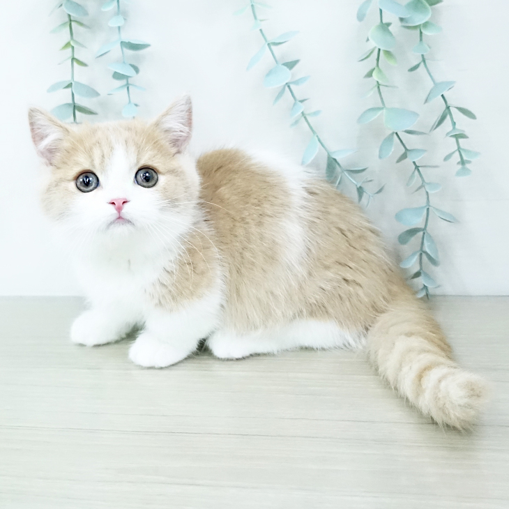 埼玉県のマンチカン (ペットプラス コクーンシティ店/2025年9月25日生まれ/男の子/クリームタビーホワイト)の子猫の2枚目の画像