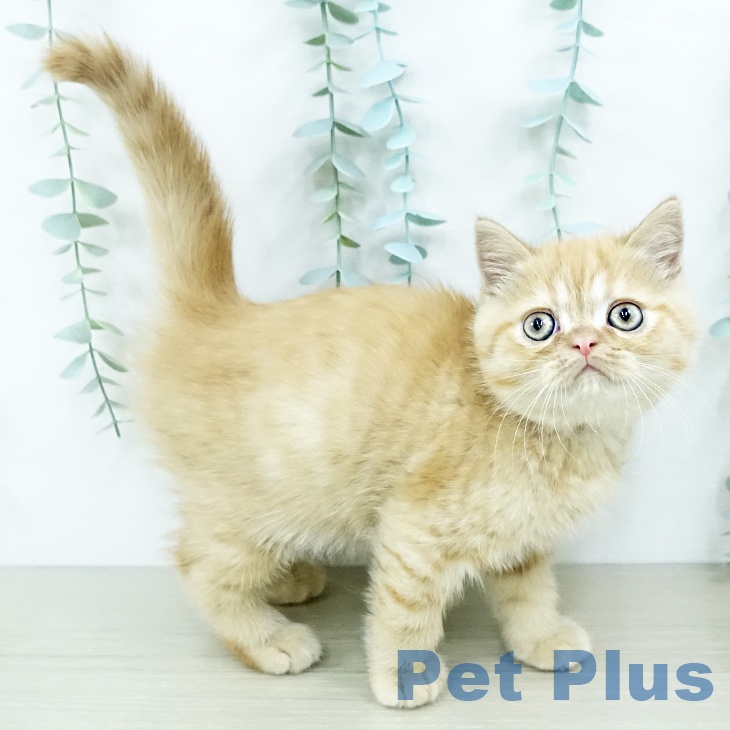 エキゾチックの写真2