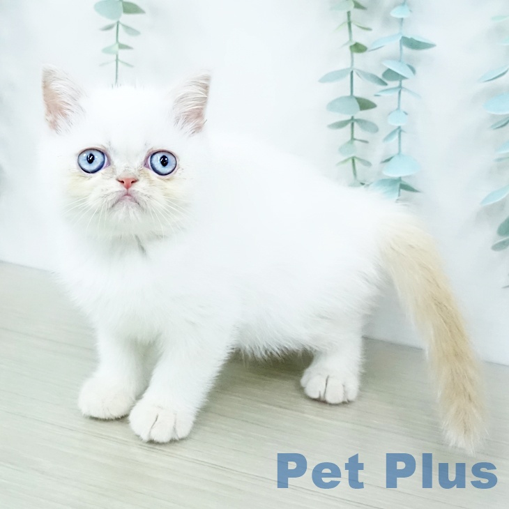 東京都のエキゾチック (ペットプラス 日の出店/2025年10月9日生まれ/女の子/クリームホワイトバン)の子猫の1枚目の画像