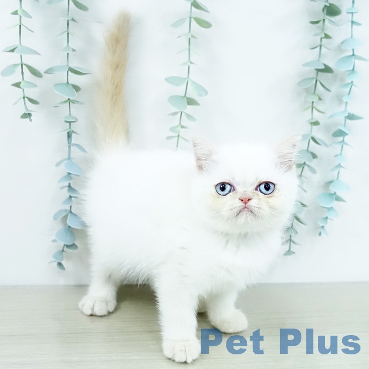 東京都のエキゾチック (ペットプラス 日の出店/2025年10月9日生まれ/女の子/クリームホワイトバン)の子猫の2枚目の画像