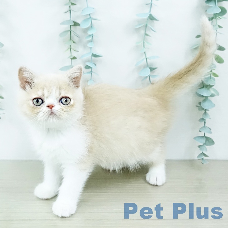 千葉県のエキゾチック (ペットプラス 木更津店/2025年10月9日生まれ/女の子/クリームホワイト)の子猫の2枚目の画像