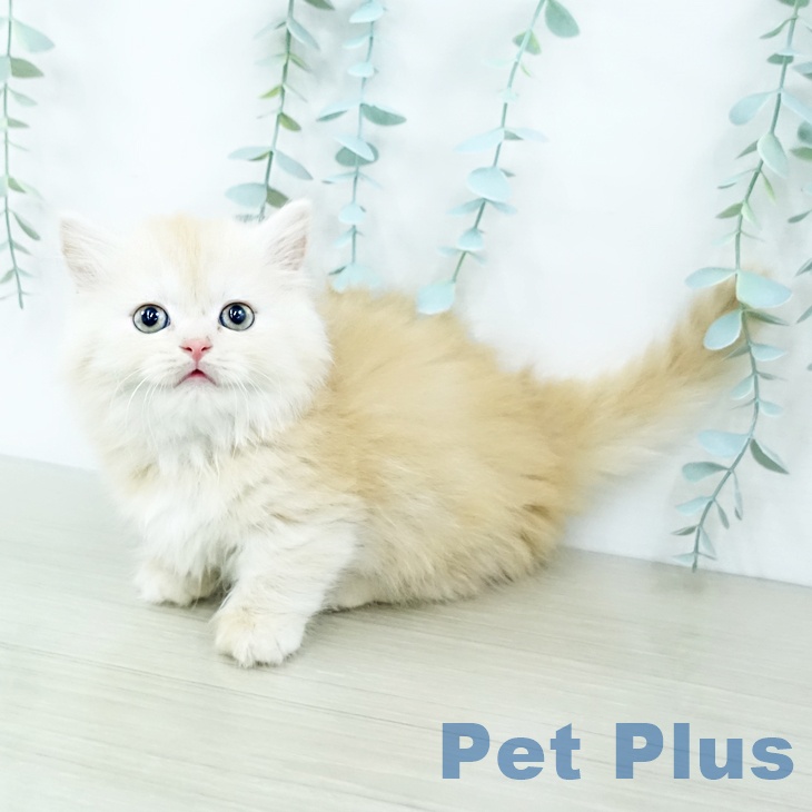 神奈川県のマンチカン (ペットプラス 湘南平塚店/2025年10月9日生まれ/女の子/クリームタビー)の子猫の1枚目の画像