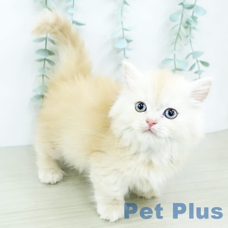 神奈川県のマンチカン (ペットプラス 湘南平塚店/2025年10月9日生まれ/女の子/クリームタビー)の子猫の2枚目の画像