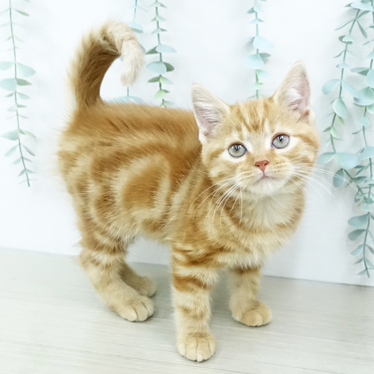 鳥取県のアメリカンショートヘアー (ペッツワン 日吉津店/2025年9月26日生まれ/女の子/レッドタビー)の子猫の1枚目の画像