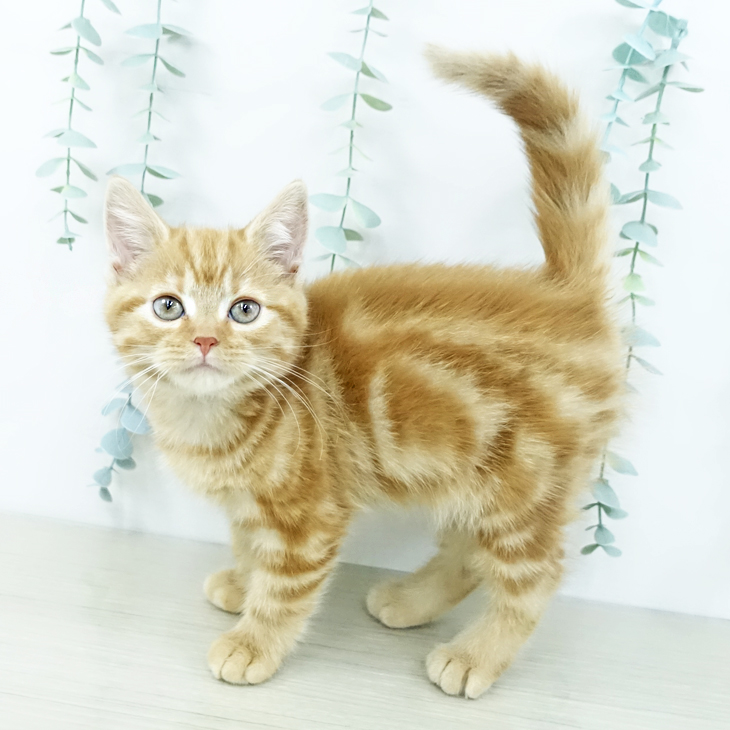 鳥取県のアメリカンショートヘアー (ペッツワン 日吉津店/2025年9月26日生まれ/女の子/レッドタビー)の子猫の2枚目の画像