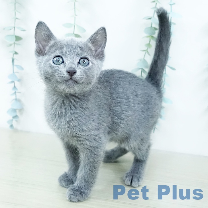 ロシアンブルー