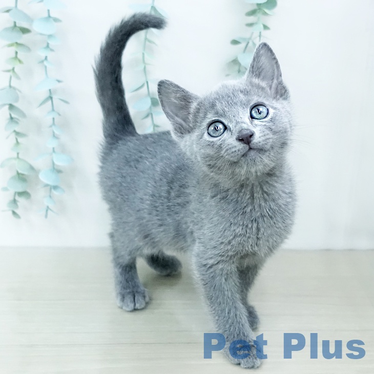 ロシアンブルー