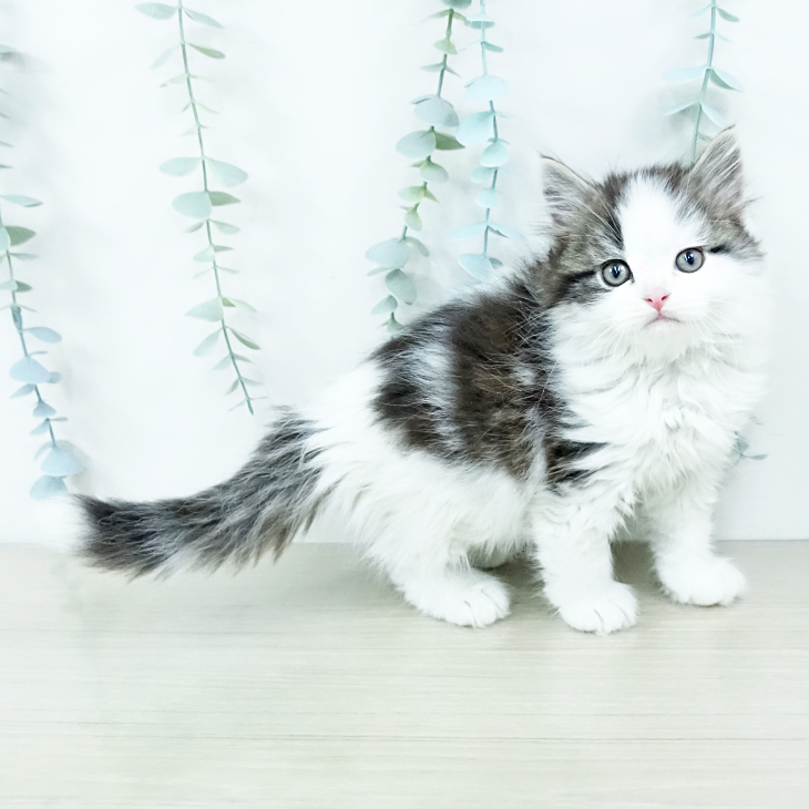 スコティッシュフォールド