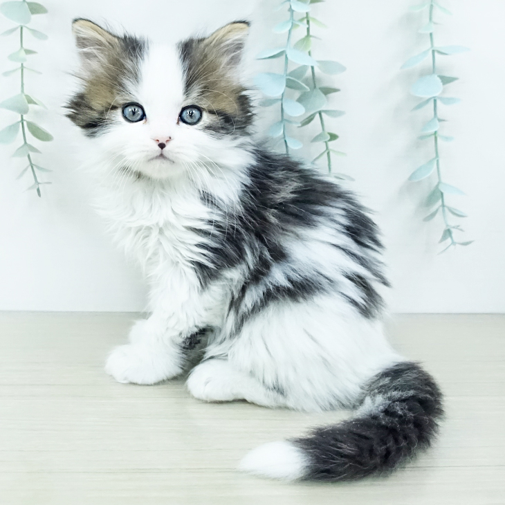 埼玉県のスコティッシュフォールド (ペットプラス 上尾店/2025年10月4日生まれ/男の子/ブラウンタビーホワイト)の子猫の1枚目の画像