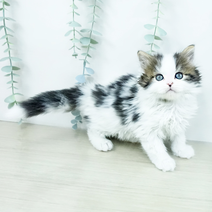 埼玉県のスコティッシュフォールド (ペットプラス 上尾店/2025年10月4日生まれ/男の子/ブラウンタビーホワイト)の子猫の2枚目の画像