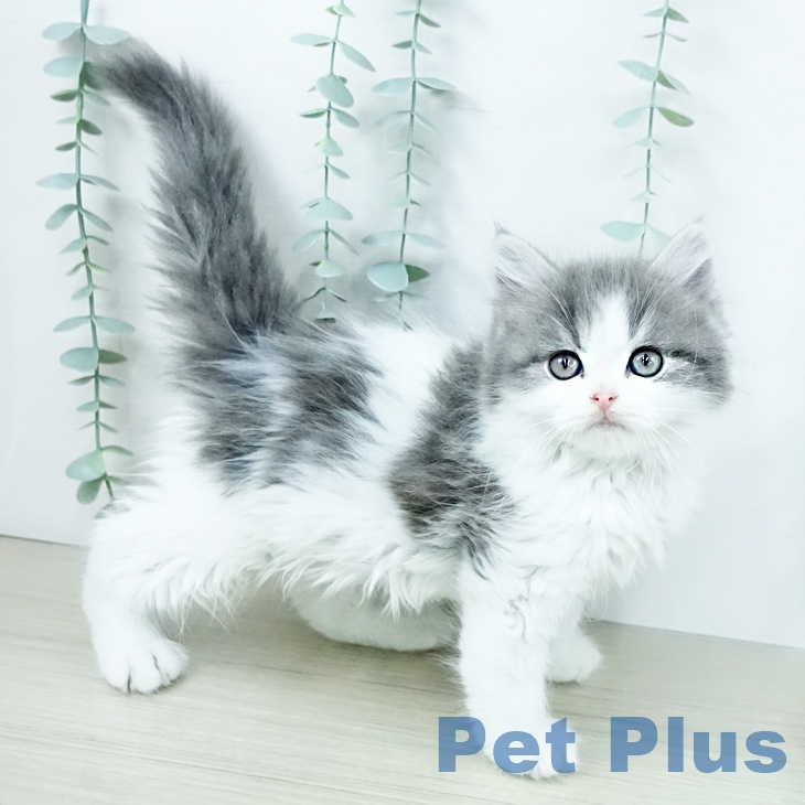 スコティッシュフォールド