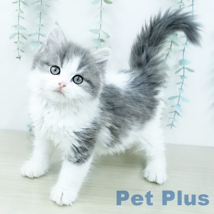 スコティッシュフォールド