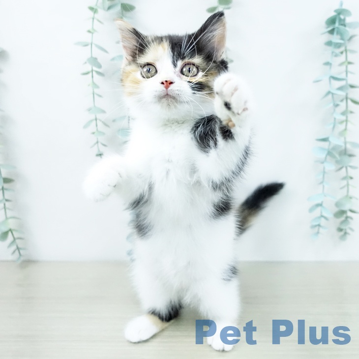 マンチカンの写真2