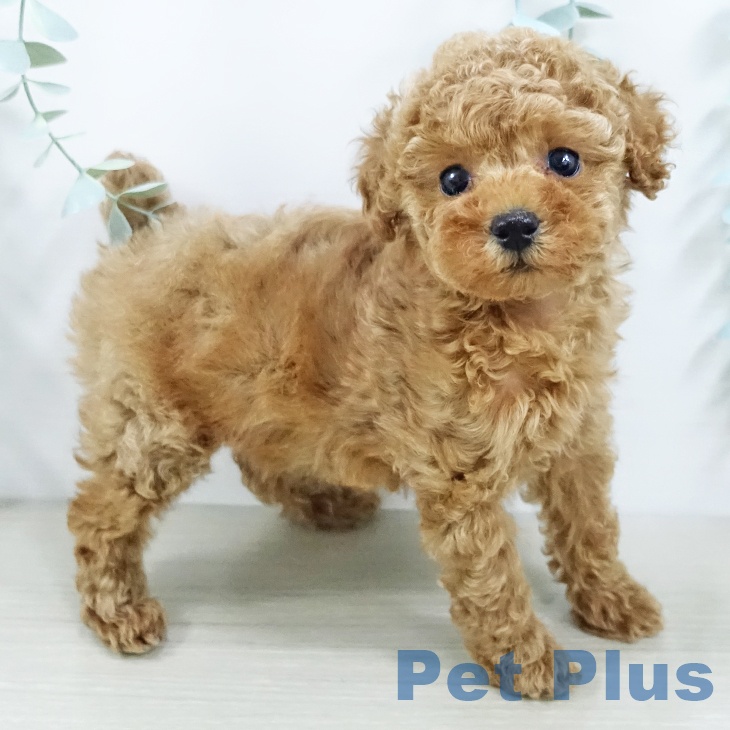 トイ・プードル