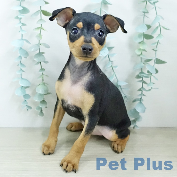 宮城県のミニチュアピンシャー (ペットプラス 名取店/2025年10月9日生まれ/男の子/ブラックタン)の子犬