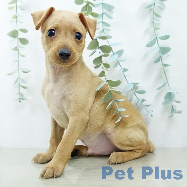 宮城県のミニチュアピンシャー (ペットプラス 仙台上杉店/2025年10月9日生まれ/男の子/レッド)の子犬の1枚目の画像