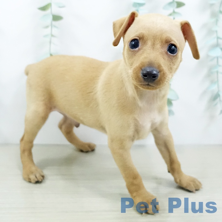 宮城県のミニチュアピンシャー (ペットプラス 仙台上杉店/2025年10月9日生まれ/男の子/レッド)の子犬の2枚目の画像