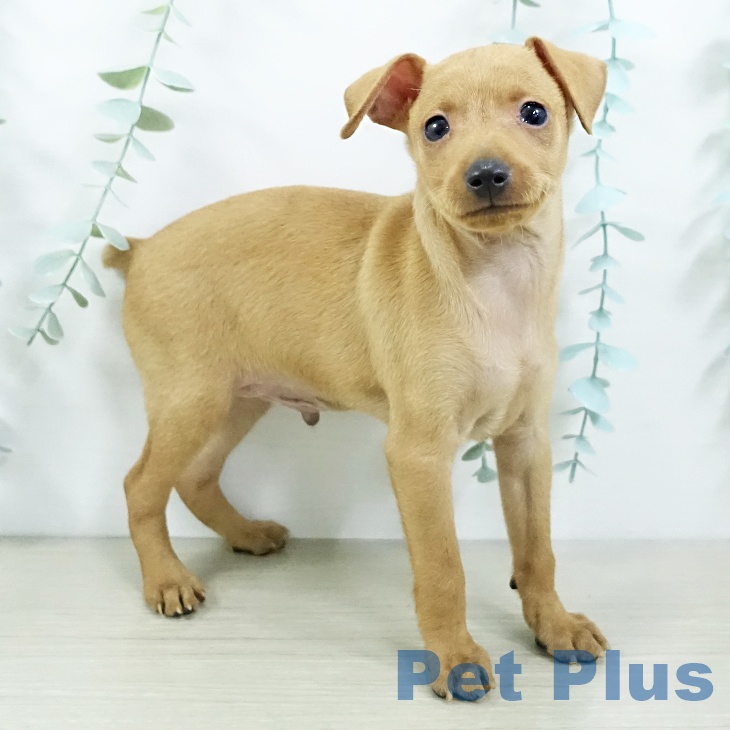 千葉県のミニチュアピンシャー (ペットプラス 幕張新都心店/2025年10月9日生まれ/男の子/レッド)の子犬の1枚目の画像