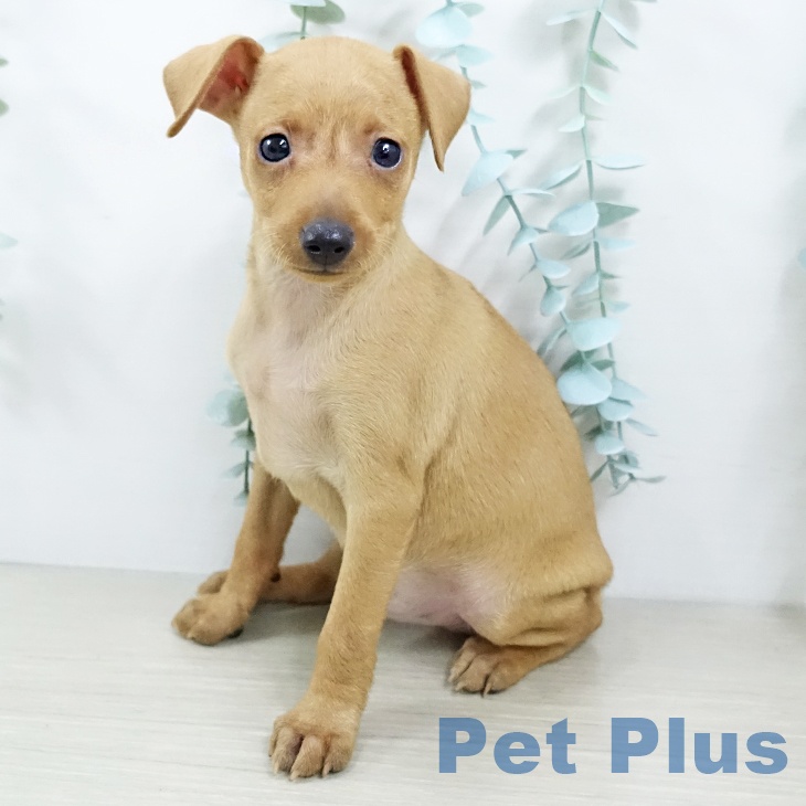 千葉県のミニチュアピンシャー (ペットプラス 幕張新都心店/2025年10月9日生まれ/男の子/レッド)の子犬の2枚目の画像