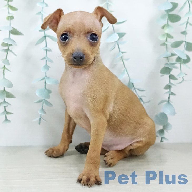 ミニチュア・ピンシャー