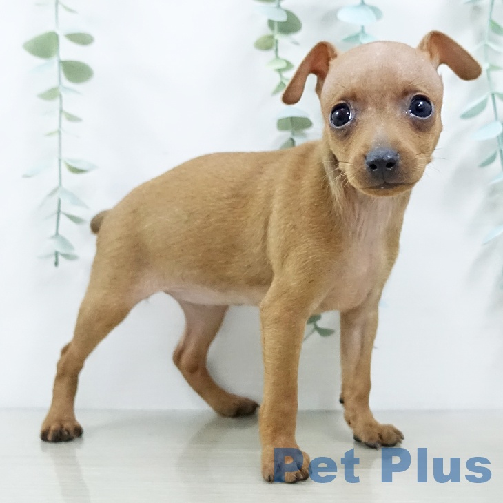 ミニチュア・ピンシャー