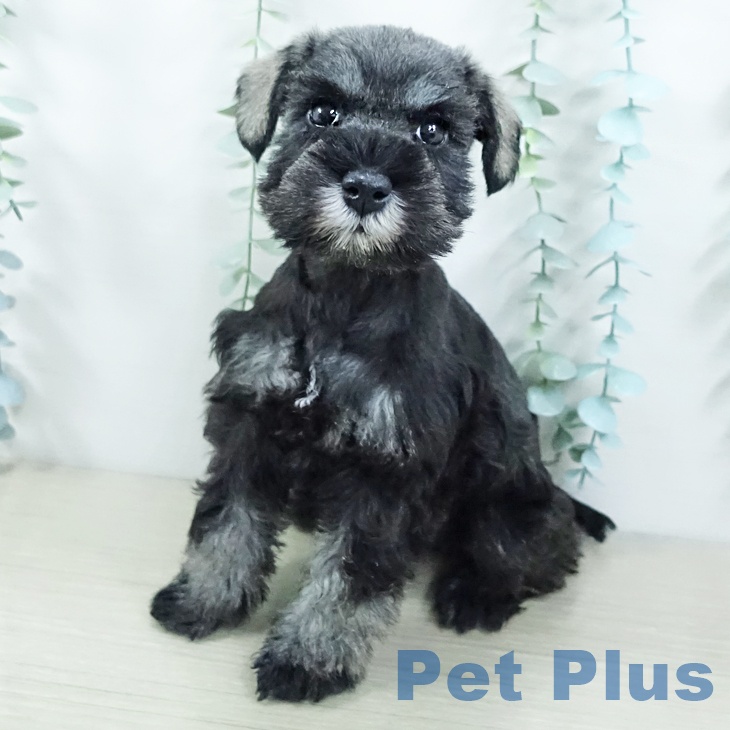 ミニチュア・シュナウザー