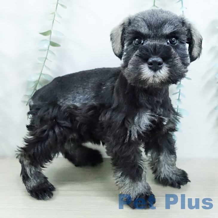 ミニチュア・シュナウザーの写真2