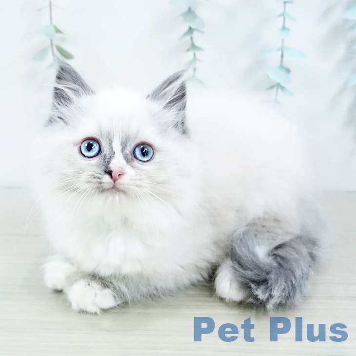 神奈川県のラグドール (ペットプラス 武蔵小杉店/2025年9月28日生まれ/女の子/ブルーポイントバイカラー)の子猫
