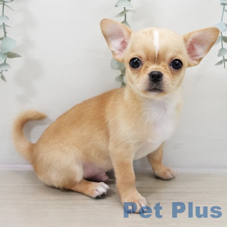 2025年10月8日生まれのチワワ(ロング)