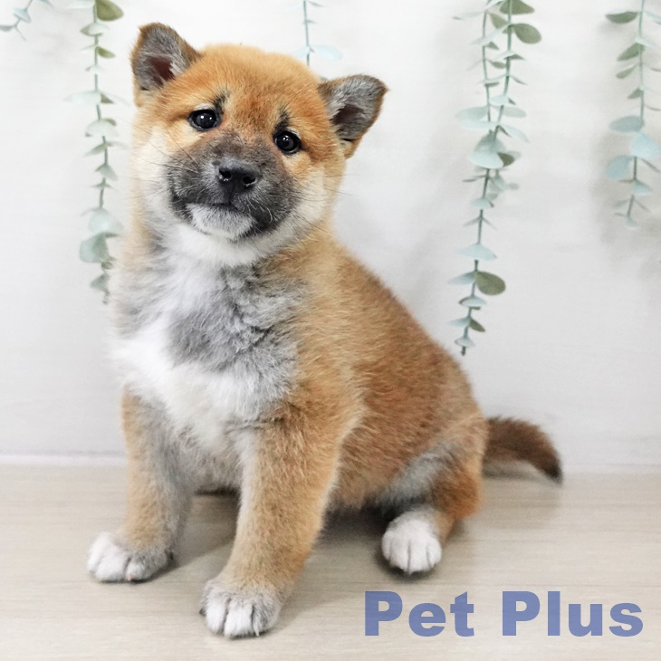 神奈川県の柴犬(標準サイズ) (ペッツワン 横須賀久里浜店/2025年10月9日生まれ/男の子/赤)の子犬の1枚目の画像