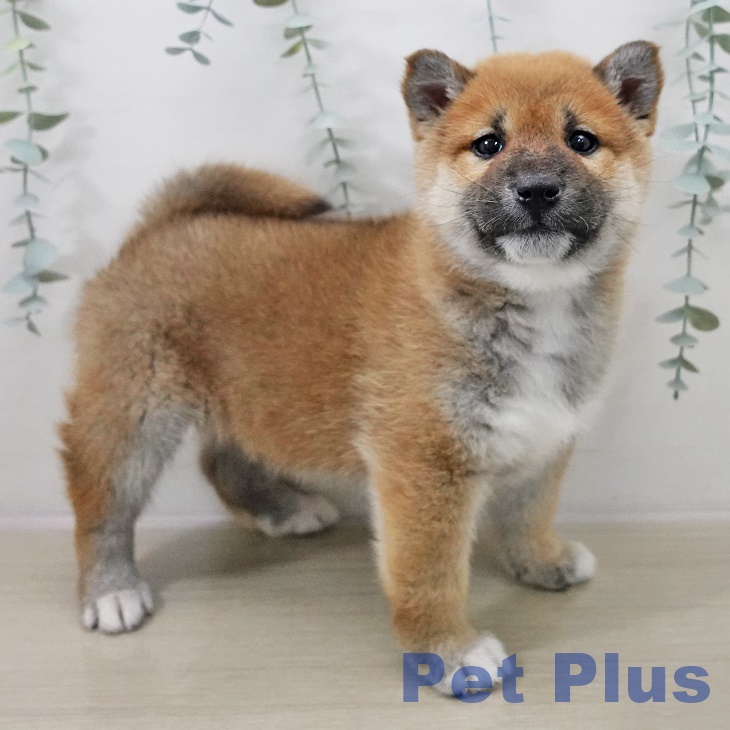 神奈川県の柴犬(標準サイズ) (ペッツワン 横須賀久里浜店/2025年10月9日生まれ/男の子/赤)の子犬の2枚目の画像