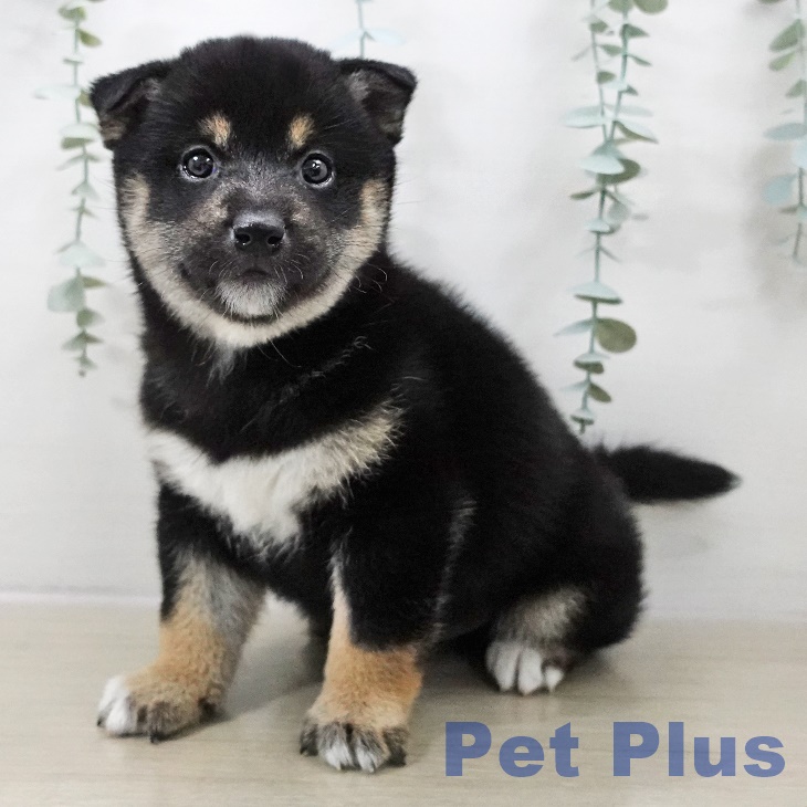 山形県の柴犬(標準サイズ) (ペットプラス 天童店/2025年10月9日生まれ/男の子/黒)の子犬